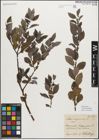Foto von Salix myrsinifolia Salisb.